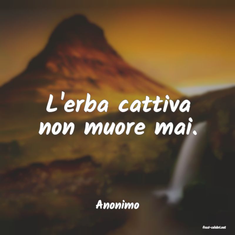 frasi di  Anonimo
